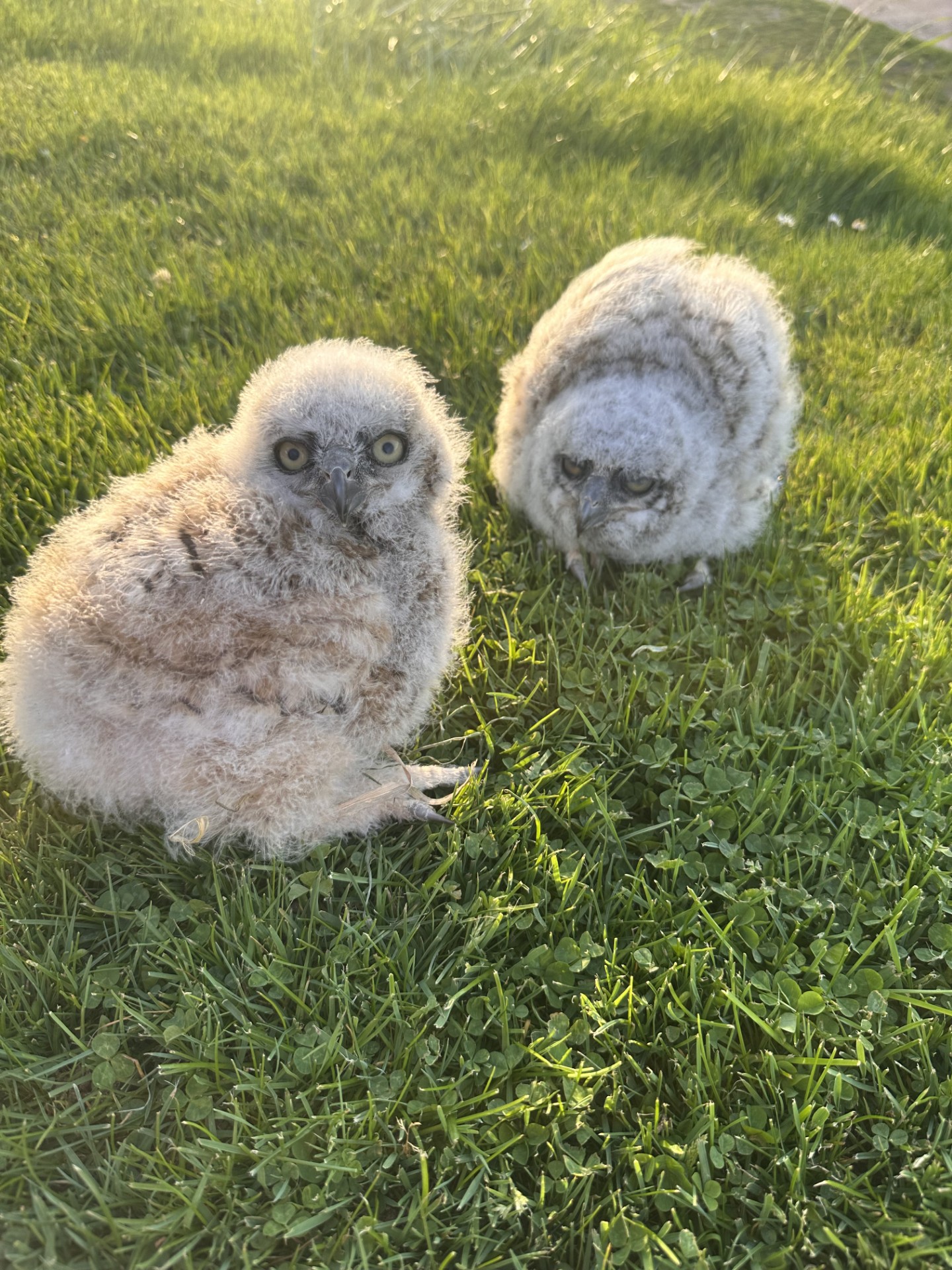 Owlets rescued and transported by Wrightwood Raptor Center